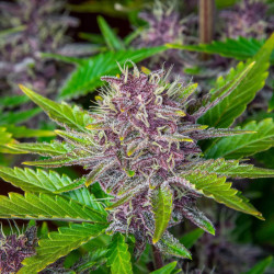 Purple Punch Auto en floraison