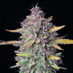 Purple Punch Auto - Fastbuds