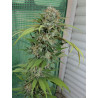 OG-Kush - MDLG Seeds OG-Kush - MDLG Seeds
