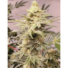 OG-Kush - MDLG Seeds OG-Kush - MDLG Seeds