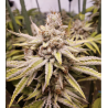 OG-Kush - MDLG Seeds OG-Kush - MDLG Seeds