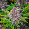 Purple Punch XXL Auto - MDLG Seeds Purple Punch XXL Auto - MDLG Seeds
