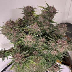 Plant de Purple Punch XXL Auto