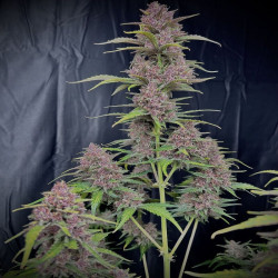 Purple Punch XXL Auto - MDLG Seeds