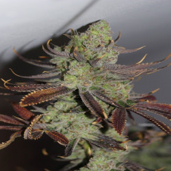 Conspiracy Kush - MDLG Seeds