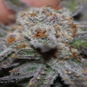 Conspiracy Kush - MDLG Seeds Conspiracy Kush - MDLG Seeds