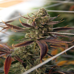 Conspiracy Kush - MDLG Seeds
