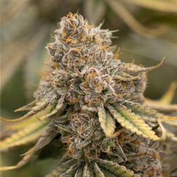 Sunset Fritter - MDLG Seeds