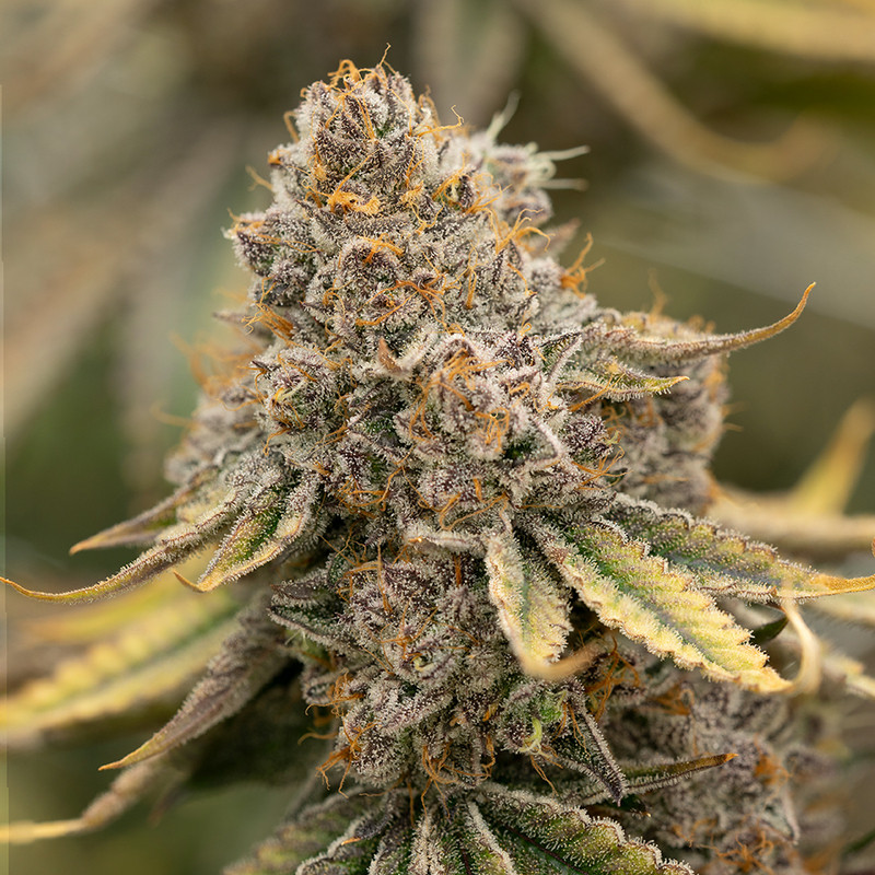 Sunset Fritter - MDLG Seeds Sunset Fritter - MDLG Seeds