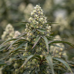 Sunset Fritter - MDLG Seeds