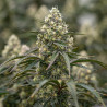 Sunset Fritter - MDLG Seeds Sunset Fritter - MDLG Seeds