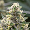 Sunset Fritter - MDLG Seeds Sunset Fritter - MDLG Seeds