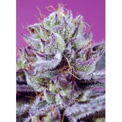 Diablo's Delight XL Auto - Sweet Seeds