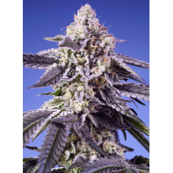 Permanent Jealousy XL Auto - Sweet Seeds