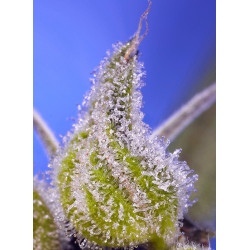 Permanent Jealousy XL Auto - Sweet Seeds