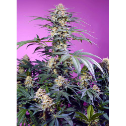 Monster Maker - Sweet Seeds