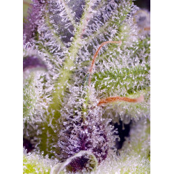 Monster Maker - Sweet Seeds