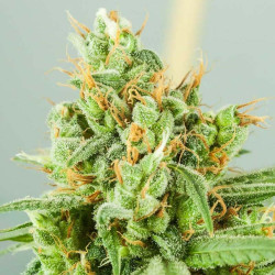 Devil Purple XXL Auto - MDLG Seeds