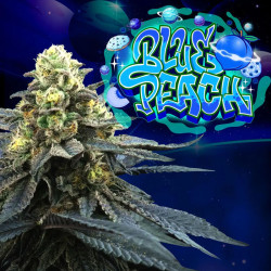 Plant de Blue Peach Perfect Tree en floraison