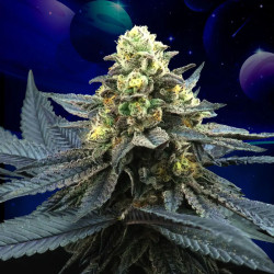 Blue Peach - Perfect Tree