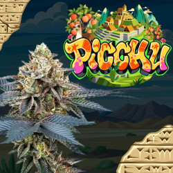 Picchu - Perfect Tree