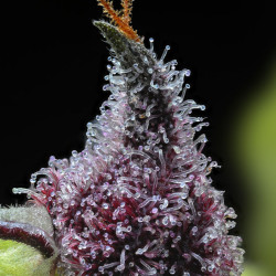 Cherry Poppers - Barney's Farm
