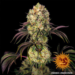 Plant de Glookies de Barney's Farm en floraison