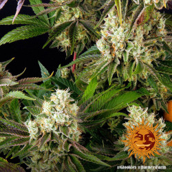 Glookies - Barney's Farm