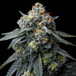 Jealousy de Barney's Farm en floraison
