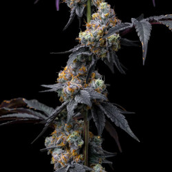 Rainbow Sherbet - Barney's Farm