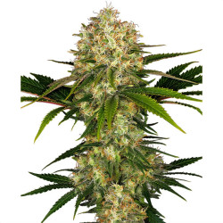 Afghani #1 Régulières