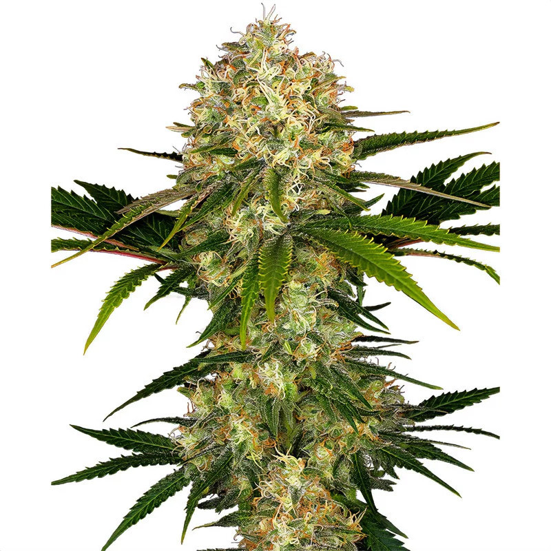 Afghani 1 Régulières - Sensi Seeds Afghani 1 Régulières - Sensi Seeds