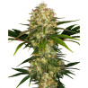 Afghani 1 Régulières - Sensi Seeds Afghani 1 Régulières - Sensi Seeds