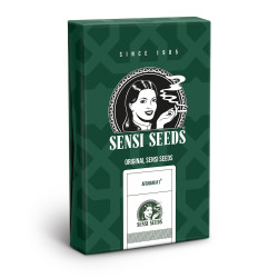 lot de graines Afghani #1 régulières