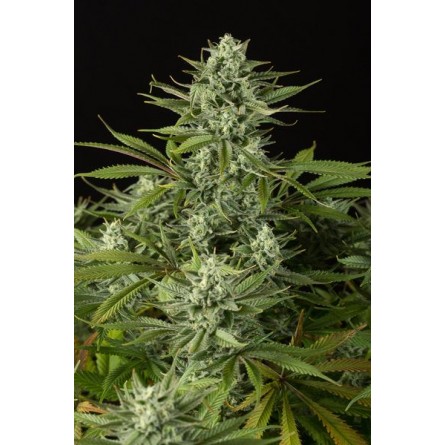 Cheese CBD - Dinafem Cheese CBD - Dinafem