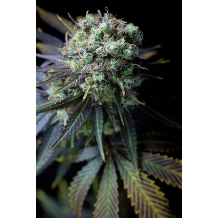 Dinamed CBD - Dinafem Dinamed CBD - Dinafem
