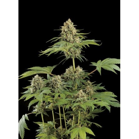Moby Dick - Dinafem Moby Dick - Dinafem