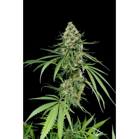 Critical + - Dinafem Critical + - Dinafem