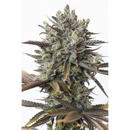 Purple Orange CBD - Dinafem Purple Orange CBD - Dinafem