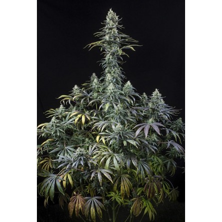 Early Amnesia CBD - Dinafem Early Amnesia CBD - Dinafem