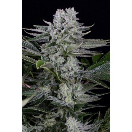 Gorilla CBD - Dinafem Gorilla CBD - Dinafem