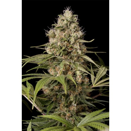 Shark Shock CBD - Dinafem Shark Shock CBD - Dinafem