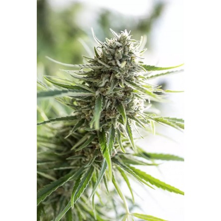 Critical Mass CBD - Dinafem Critical Mass CBD - Dinafem