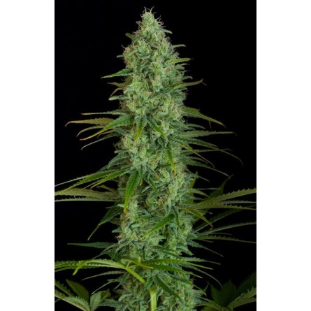 Critical Jack - Dinafem Critical Jack - Dinafem