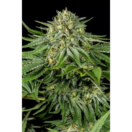 Bubba Kush CBD - Dinafem Bubba Kush CBD - Dinafem