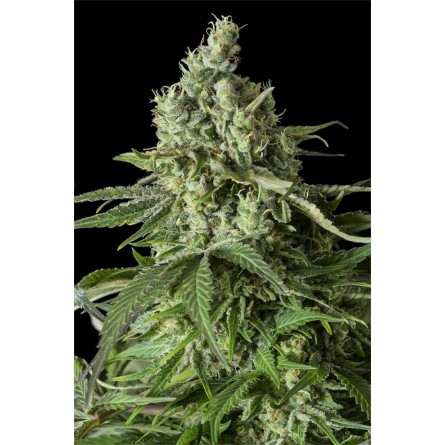 Moby Dick CBD - Dinafem Moby Dick CBD - Dinafem