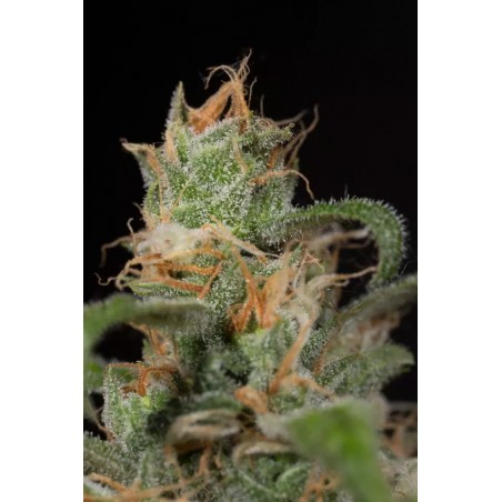 Blue Dream CBD - Humboldt