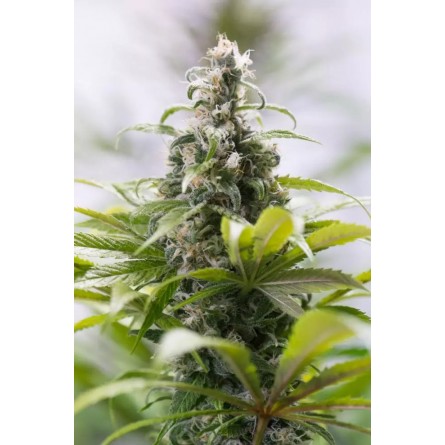 Green Crack CBD - Humboldt Green Crack CBD - Humboldt