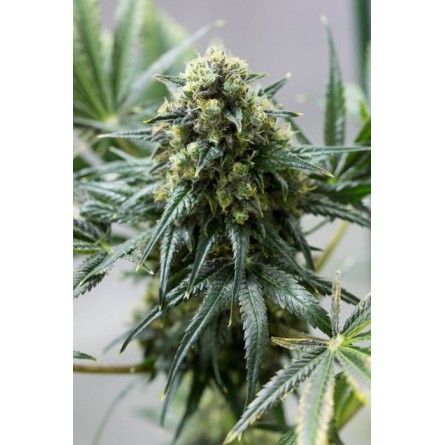 Mota Rich CBD - La Mota Seeds Mota Rich CBD - La Mota Seeds