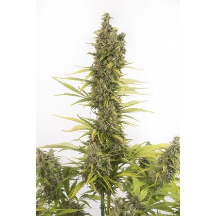 Amnesia CBD Auto - Dinafem Amnesia CBD Auto - Dinafem